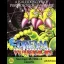 Dream Warrior - ZX Spectrum - Retrocharting