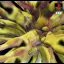 Germs: Nerawareta Machi - PlayStation - Retrocharting