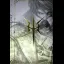 The Last Faith [Kickstarter Edition] - Nintendo Switch - Retrocharting